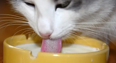 Защо котките са толкова капризни към храната?