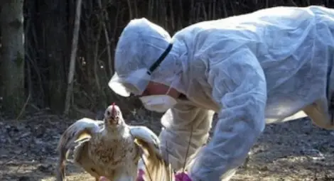 Откриха птичи грип във ферма в Добричко Откриха птичи грип във ферма в Добричко