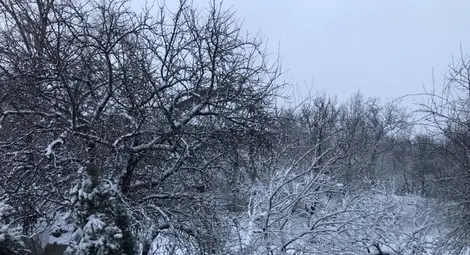 Сняг, студ и виелици днес