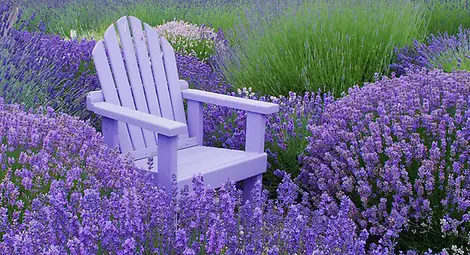 Лавандулата може да замести антидепресантите