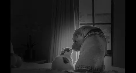 Приятелството на шар пей и котка развълнува интернет