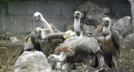 Засякоха във Врачанския Балкан двойка сватбуващи белоглави лешояди за пръв път от 70 години насам