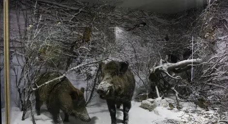 Зимна гора пресъздава нова диорама в Екомузея