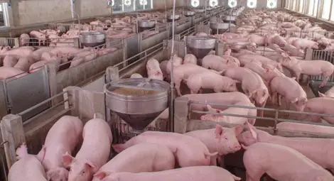 Обезщетението на свинекомплекса в Бръшлен за чумата вдигнато с 2.3 милиона лева