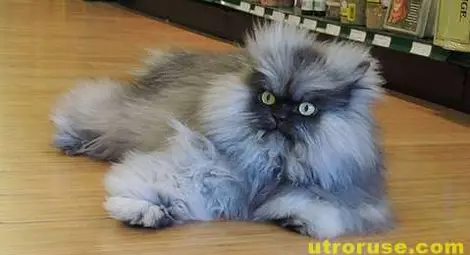 Полковник Мяу - котаракът с най-дълга козина /галерия/