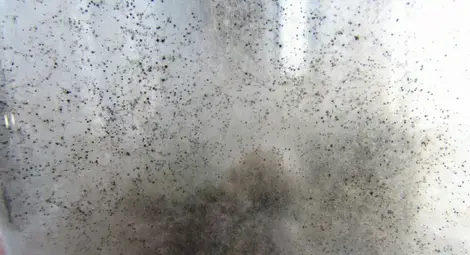 Мухъл и паяжини във фурна били маловажни нарушения Мухъл и паяжини във фурна били маловажни нарушения