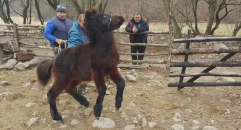 Искат уволнението на служителите на БАБХ, убили 4 кончета