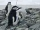 Намаляването на популациите на пингвини може да влоши климатичните промени