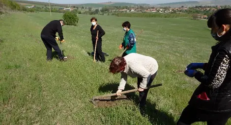 1600 фиданки явор, липа, бяла акация и цер засадиха в община Ценово