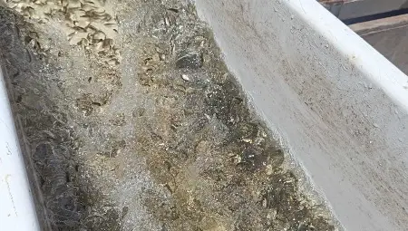 Община Русе и ИАРА зарибиха езерото в "Липник" Община Русе и ИАРА зарибиха езерото в "Липник"