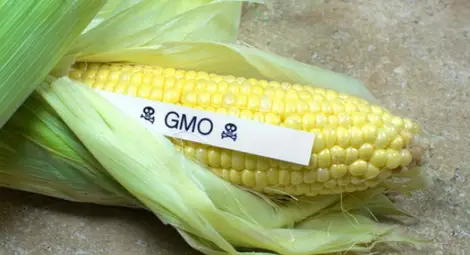 Изследване доказва, че ГМО ще направят човечеството стерилно
