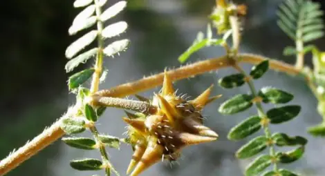 С билката бабини зъби срещу инфаркта и инсулта!