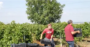 Добивът на винено грозде с 21,6% над миналогодишния