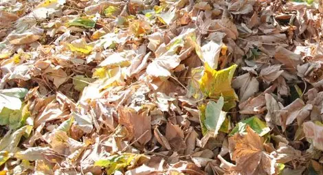 До 31 градуса жега утре