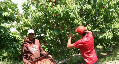 343 кг от декар череши прибират в Русенско