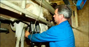 От 23 ноември се приемат  документи за млечни субсидии