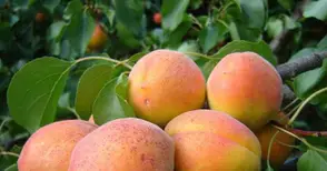 80 на сто измръзване на ранните сортове кайсии