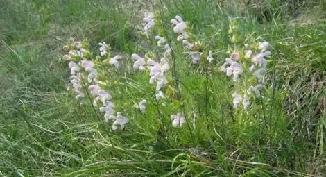 Две нови защитени територии в Русенско пазят Уехтрицова урока и Българска гърлица