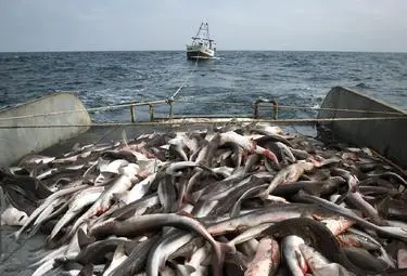 Одобриха проекта на програмата за рибарство до 2020 година