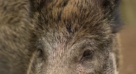 Тираджия повали 120-кг глиган без нито един изстрел Тираджия повали 120-кг глиган без нито един изстрел