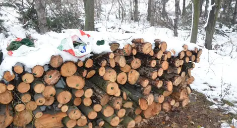 Красенчани скочиха в защита на гората си Красенчани скочиха в защита на гората си