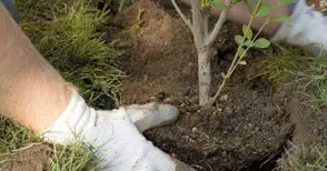 „Булмаркет ДМ“ залесява ивица  между Мартен и „Тегра“