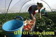 Великобритания не е леснодостъпна страна за българи