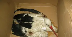 Русе прати на лечение  10 бели и 1 черен щъркел