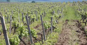 Одобриха 86 проекта  за конверсия на лозя