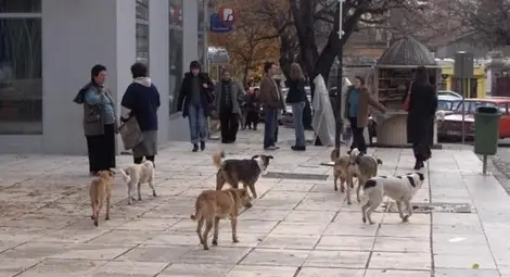 Благоевградски кьорфишек прати 1.5 тона кучешки котлети в Русе Благоевградски кьорфишек прати 1.5 тона кучешки котлети в Русе