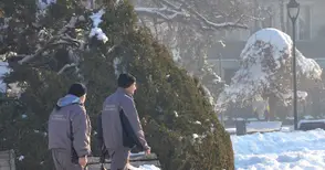 Три кучета от агресивна глутница прибрани в приюта