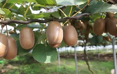 Заради глобалното затопляне: Отглеждаме киви и лимон, вместо червена ябълка Заради глобалното затопляне: Отглеждаме киви и лимон, вместо червена ябълка