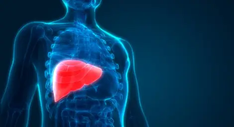Как да намалим рисковете от затлъстяване на черния дроб