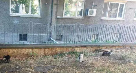 Поставиха в Световният ден на котката първите къщички за бездомни котки в Русе /галерия/