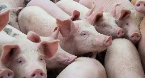 Година след чумната епидемия: Първото русенско свинско месо се очаква на пазара за Коледа