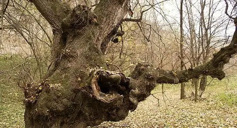 Започва надпреварата за титлата &bdquo;Дърво с корен 2014&rdquo;  в петото юбилейно издание на конкурса