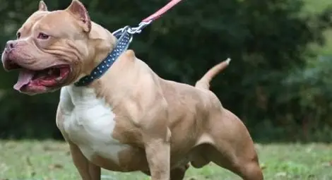 Стопанката на питбула се притеснила от репортерите, не за детето