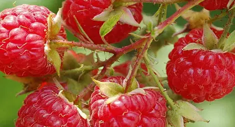 Малините - плодът с най-много диетични фибри