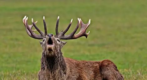 Задържаха бракониери, убили благороден елен Задържаха бракониери, убили благороден елен