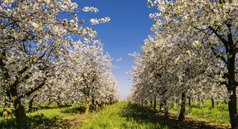 Деца откриват тайните на овощарството - от резитбата до обирането на плодовете Деца откриват тайните на овощарството - от резитбата до обирането на плодовете