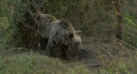 Лакома мечка тормози ски курорт в Италия