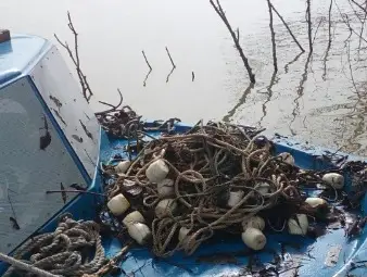 Извадиха 14 лави кърмаци  от водите на Дунав