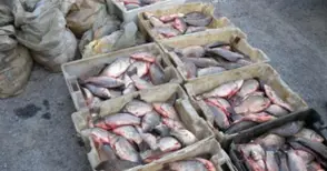 1000 лева санкция за открити в джип над 700 кг риба без документи