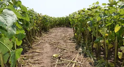 Апаши с автоцистерна източиха 7.5 тона нафта от &bdquo;Джъмбо&ldquo;