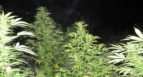 28-годишен превърнал три имота в скривалища за наркотици