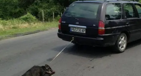 11 месеца условно за мъжа, влачил кучето си с автомобил