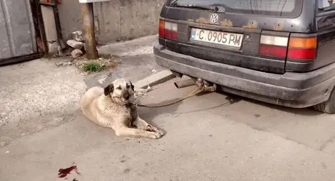 Изрод влачи куче с кола! Човекът, който спаси горкото животинче, го чака присъда