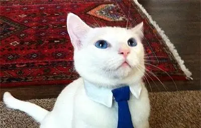 Котето беглец /видео/