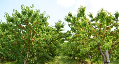 Произвежданите от Албена висококачествени череши намират търсене и на чуждите пазари