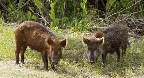 Три диви свине с африканска чума отстреляни в Русенско